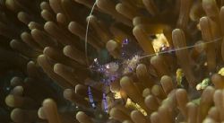 Translucent Shrimp on Anneome,NikonD70-105mm Macro,Sea&Se... by Stephen Juarez 